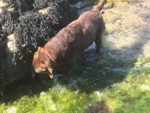 Monty at play in Piriac